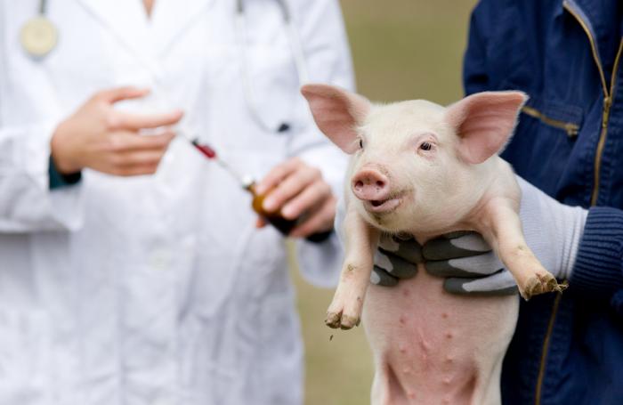 Лекарство для свиней: как выбрать