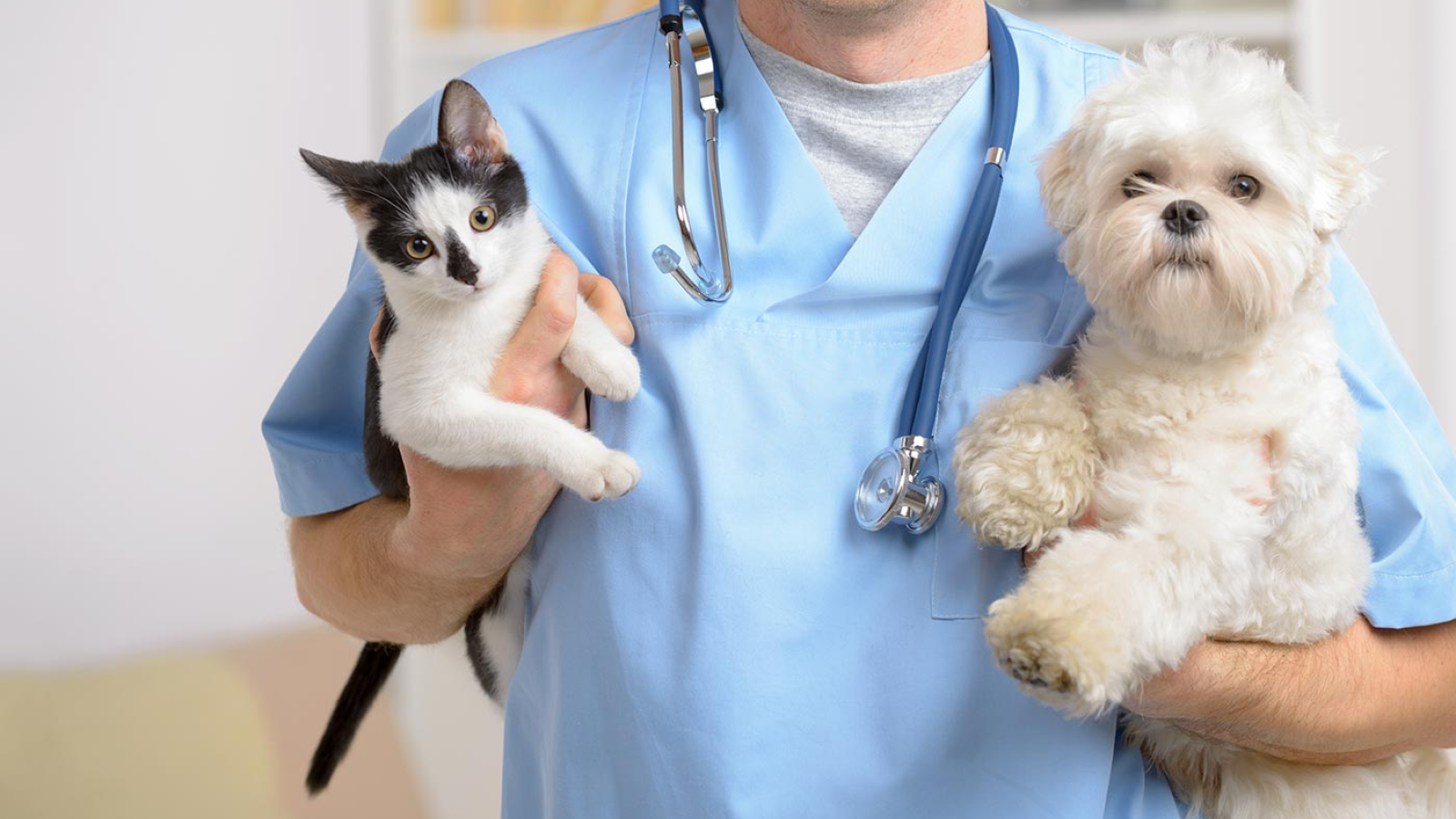 Как выбрать хорошую ветеринарную клинику?